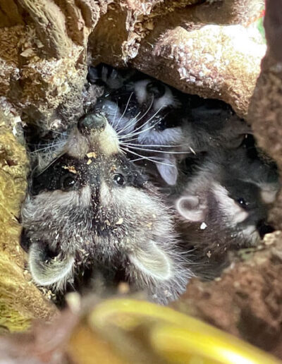 Baumarbeiten Berlin – Artenschutz