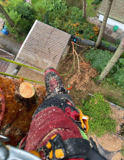 Baumfällung Berlin – sichere Fällung eines Baumes mit Seilklettertechnik