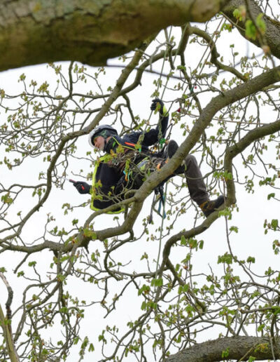 Baumpflege Berlin – Kronenschnitt mit Seilklettertechnik