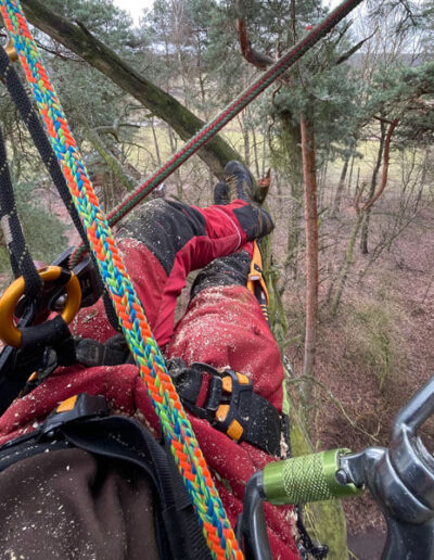 Baumpflege Berlin Spandau – Baumarbeiten vor Ort