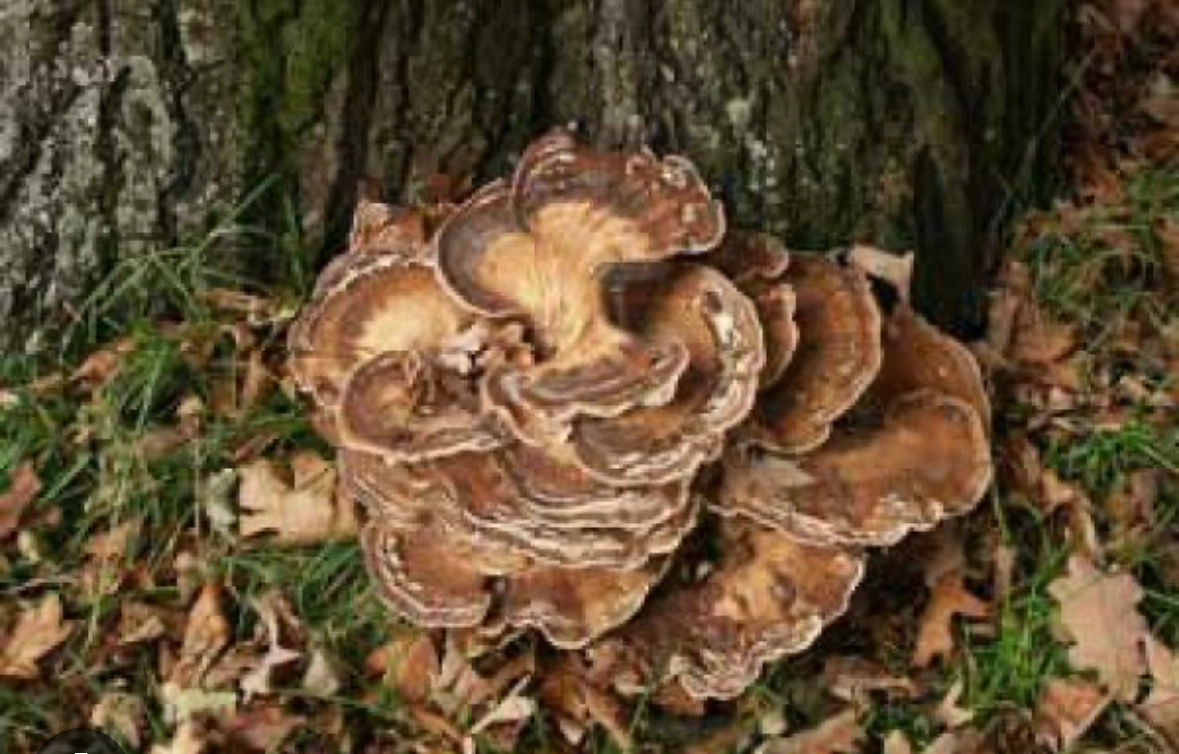 Riesenporling (Meripilus giganteus) am Stammfuß eines Baumes – Hinweis auf Weißfäule im Wurzel- und Stockbereich