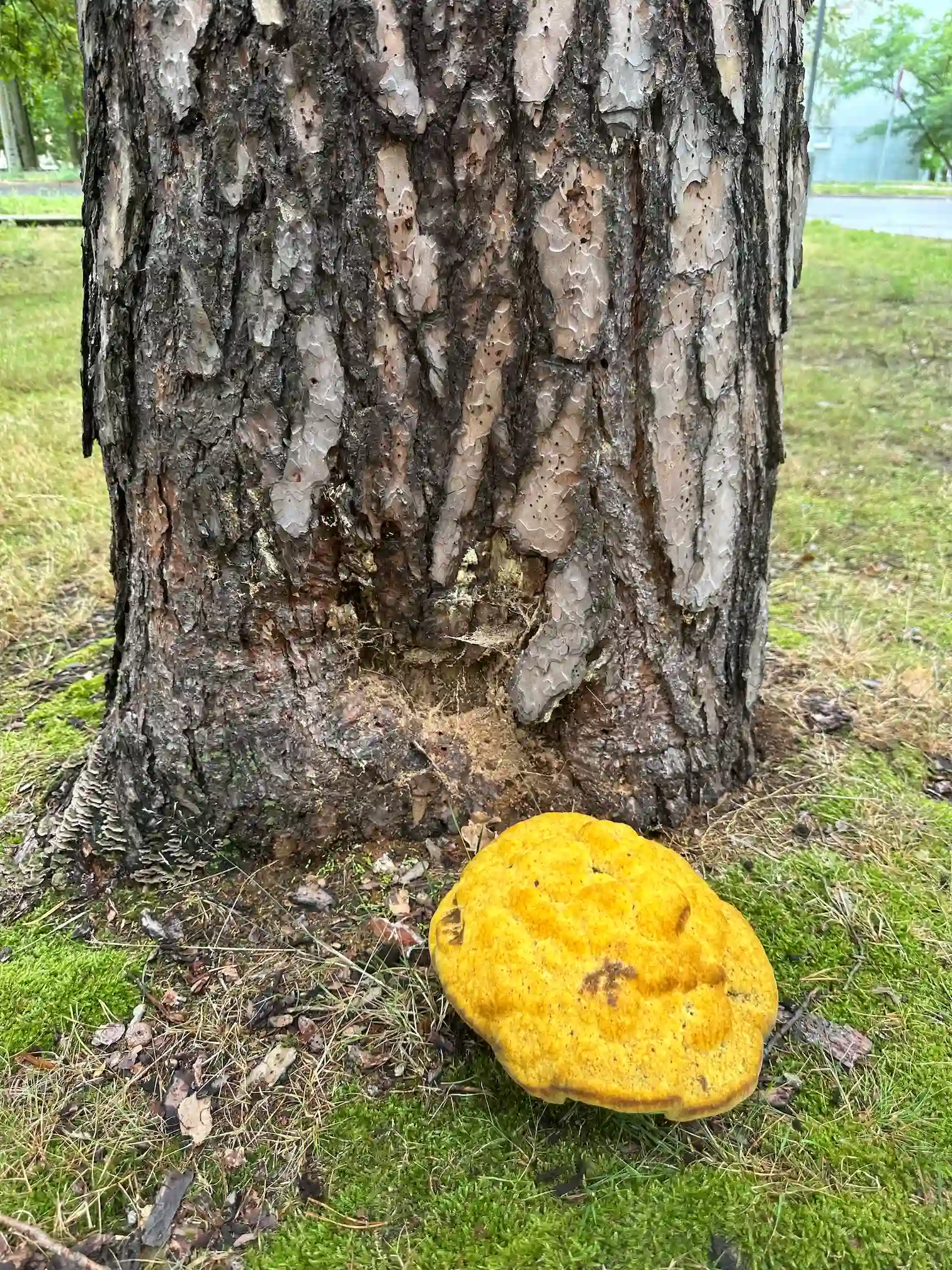 Kiefernbraunporling (Phaeolus schweinitzii) am Stammfuß einer Kiefer – Hinweis auf Braunfäule im Wurzelbereich
