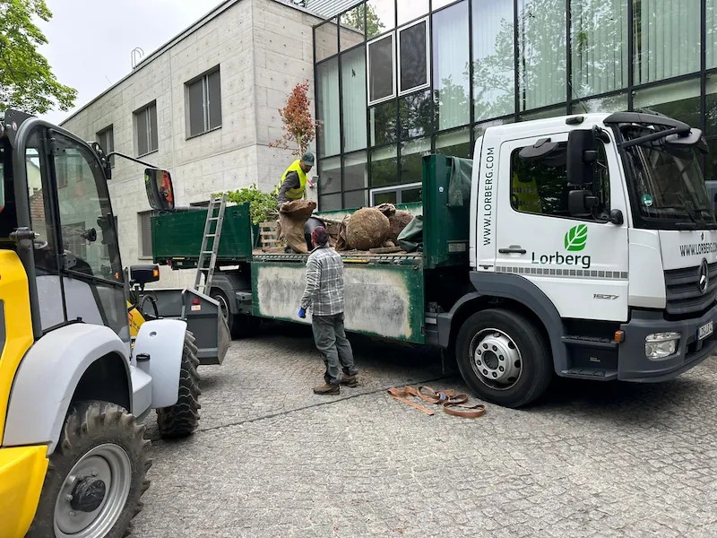 Anlieferung von Baumpflanzen mit Wurzelballen zur fachgerechten Pflanzung nach Standortanalyse