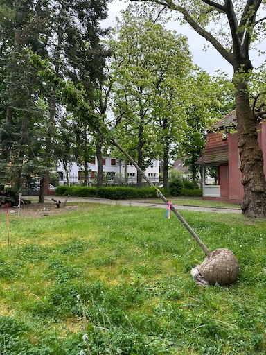 Baum mit Wurzelballen steht auf der Wiese kurz vor der Pflanzung