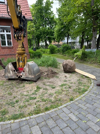 Bagger hebt Pflanzloch aus und setzt Baum mit Wurzelballen ein, Anbindungspfählen liegen bereit