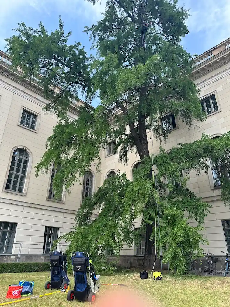 Kletterausrüstung liegt vor einem großen Ginkgobaum auf dem Universitätsgelände in Berlin-Mitte