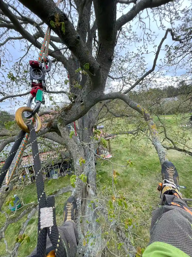 Baumpflege Rothe bewegt sich mittels Seilklettertechnik durch eine Rosskastanie und führt eine Kronenpflege durch