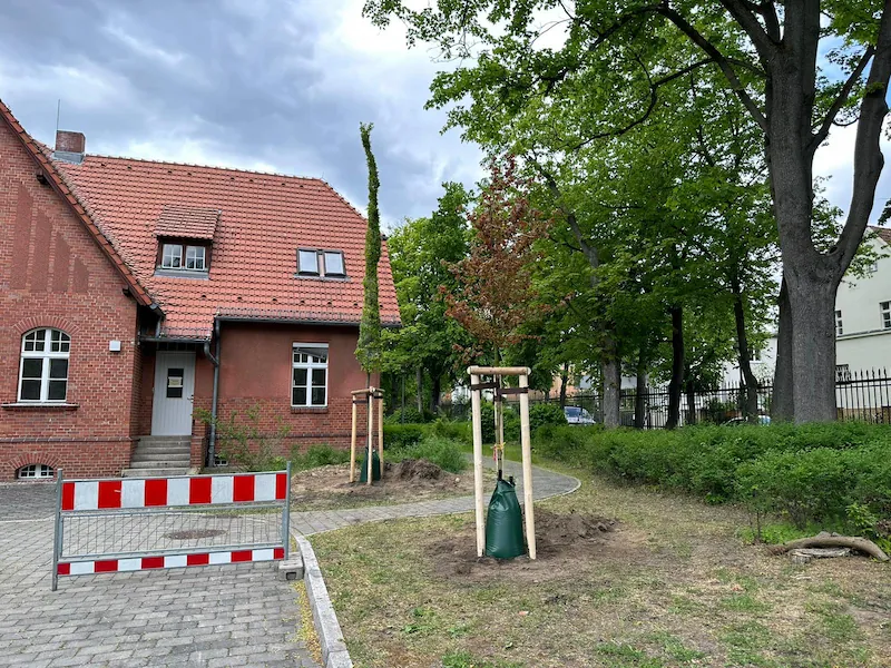 Fachgerecht gepflanzte Bäume mit Wassersack, Anbindung und Stammanstrich gegen Sonnenbrand