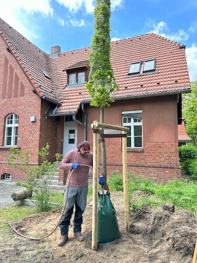 Fachkraft befüllt Wassersack an frisch gepflanzter Säuleneiche