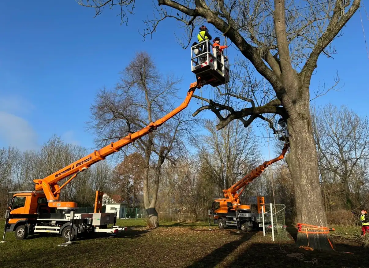 Fällung einer großen Eiche im Stadtpark mit zwei Hubarbeitsbühnen