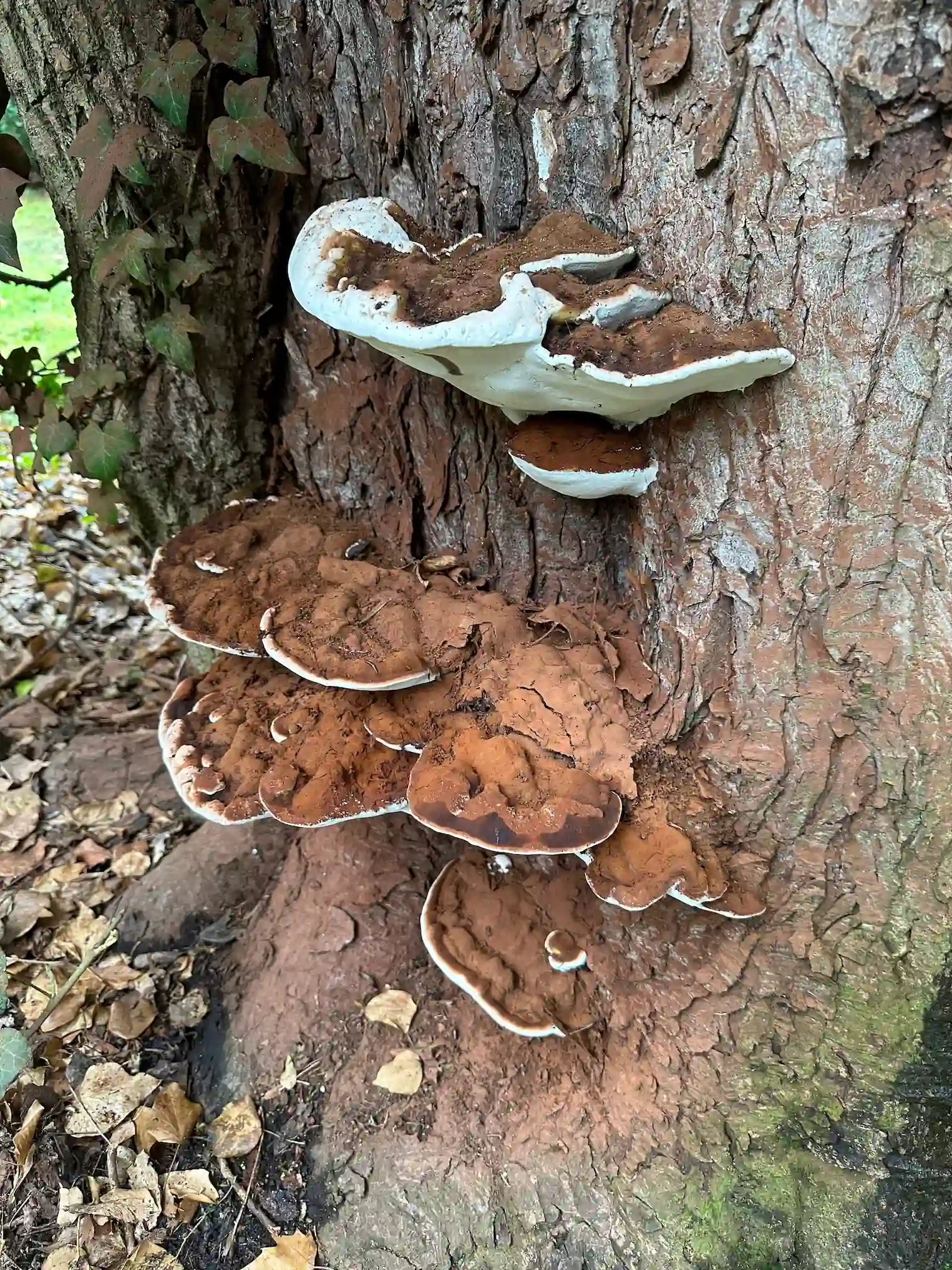 Mehrere Fruchtkörper eines flachen Lackporlings am Stammfuß eines Baumes