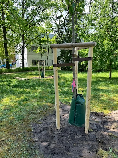 Frisch gepflanzter Baum mit Anbindungspfählen, Anbindung und Wassersack zur Bewässerung