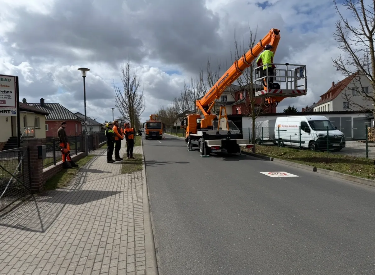 Jungbaumpflege im öffentlichen Straßenraum mit Hubarbeitsbühne