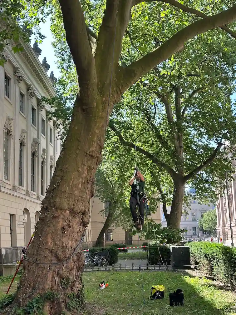 Kletterer von Baumpflege Rothe steigt zur Verkehrssicherung in eine Platane auf dem Universitätsgelände in Berlin-Mitte auf