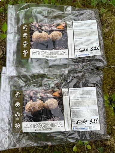 Mykorrhiza wird auf den Wurzelballen vor der Pflanzung aufgebracht
