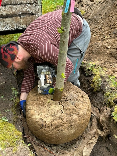 Baumpflege Rothe richtet einen Baum im Pflanzloch aus und bestreicht den Wurzelballen mit Mykorrhiza