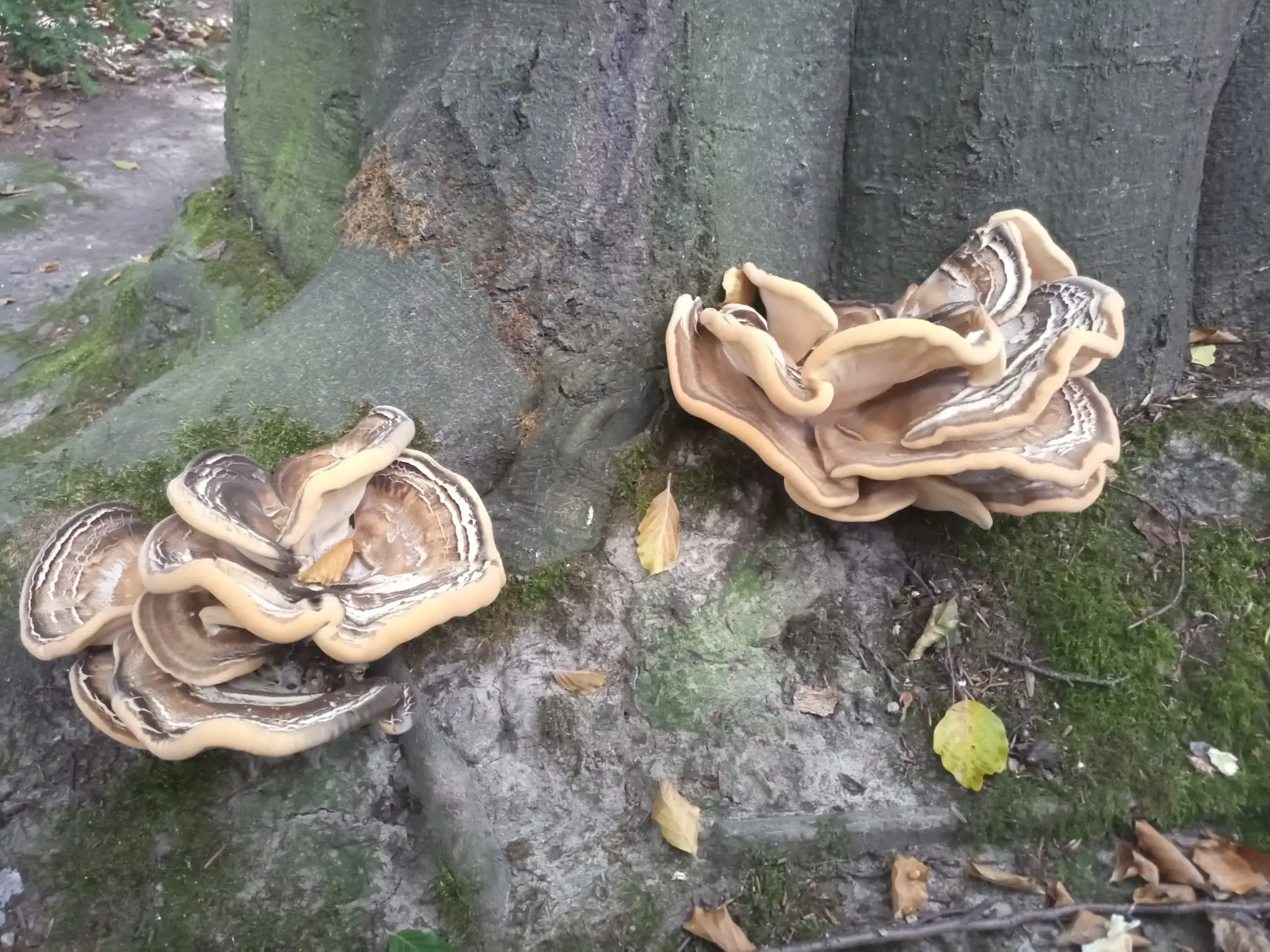 Riesenporling (Meripilus giganteus) am Stammfuß einer Buche - Hinweis auf Weißfäule Wurzelraum