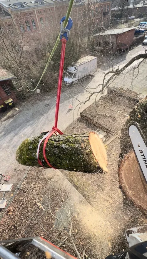 Baumfäller nutzt Rigging-System mit Speedline, Poller am Stamm und kontrolliert abgelassenem Stammstück