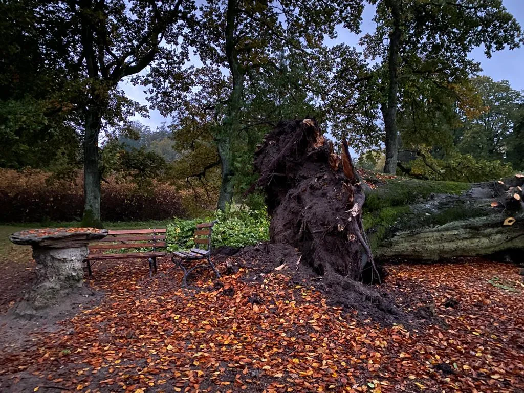 Umgestürzte Buche in einem Park infolge von Wurzelfäule durch Riesenporling