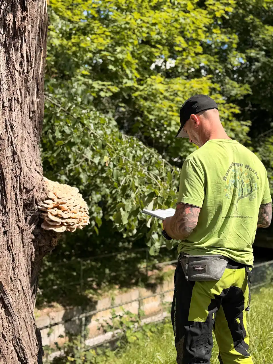 Baumpflege Rothe dokumentiert eine visuelle Baumkontrolle an einer Weide mit Schwefelporlingen