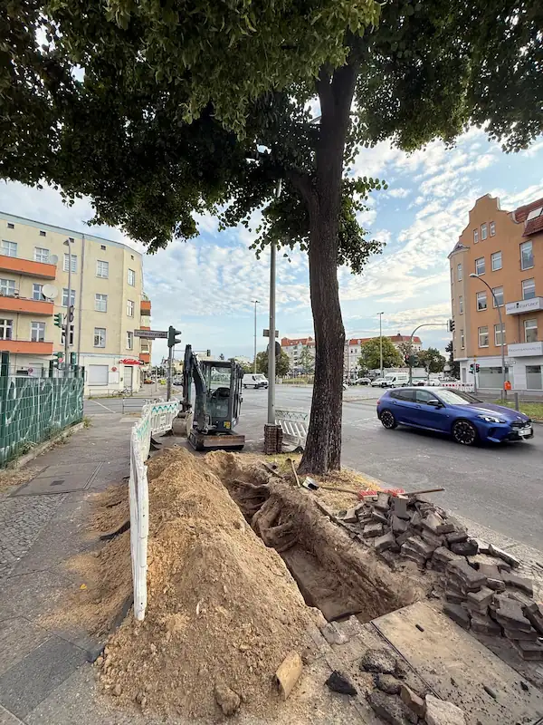 Aufgrabung zur Kabelverlegung im Wurzelbereich eines Straßenbaumes unter baumfachlicher Baubegleitung