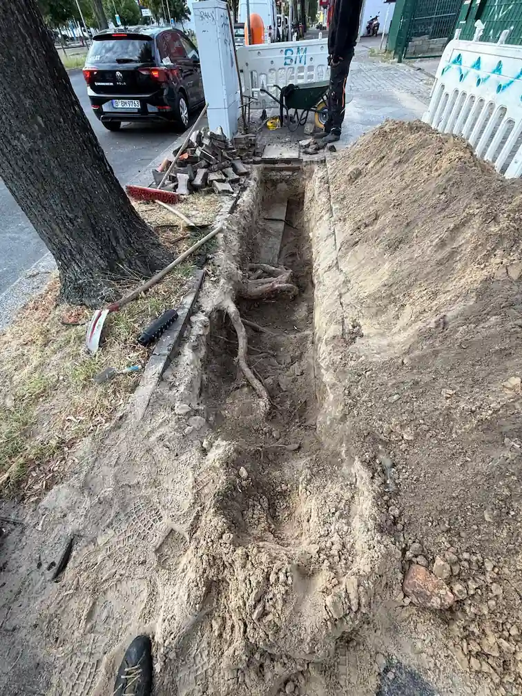 Baumpflege Rothe als zertifizierter Sachverständiger bei Arbeiten im Wurzelraum eines Straßenbaumes