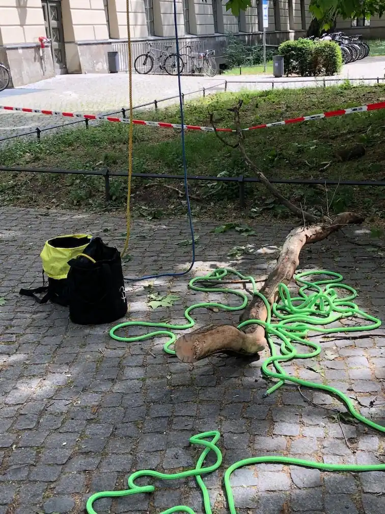 Totholzentfernung mit Rigging auf dem Universitätsgelände Baumpflege Rothe entfernt Totholz im Grob- und Starkastbereich mittels Rigging auf dem Universitätsgelände in Berlin-Mitte
