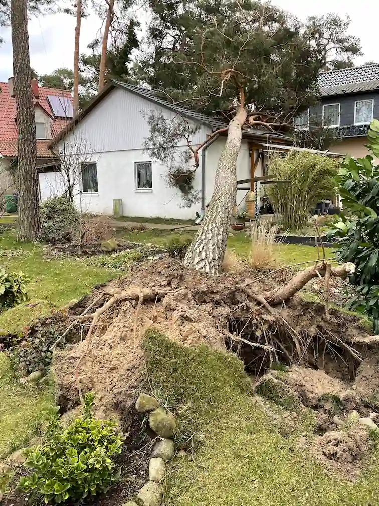Sturmschadenbeseitigung an einem Wohnhaus Durch Sturm auf ein Haus gefallene Kiefer wird von Baumpflege Rothe vom Dach entfernt