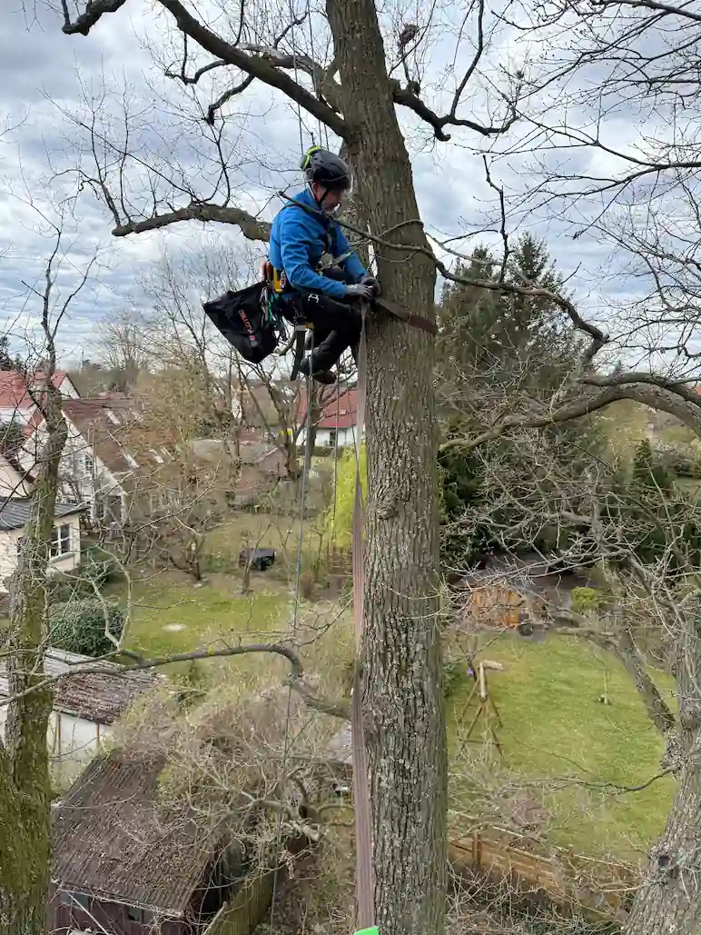 Mitarbeiter von Baumpflege Rothe baut mittels Seilklettertechnik eine dynamische Kronensicherung zwischen zwei Stämmlingen einer Eiche ein