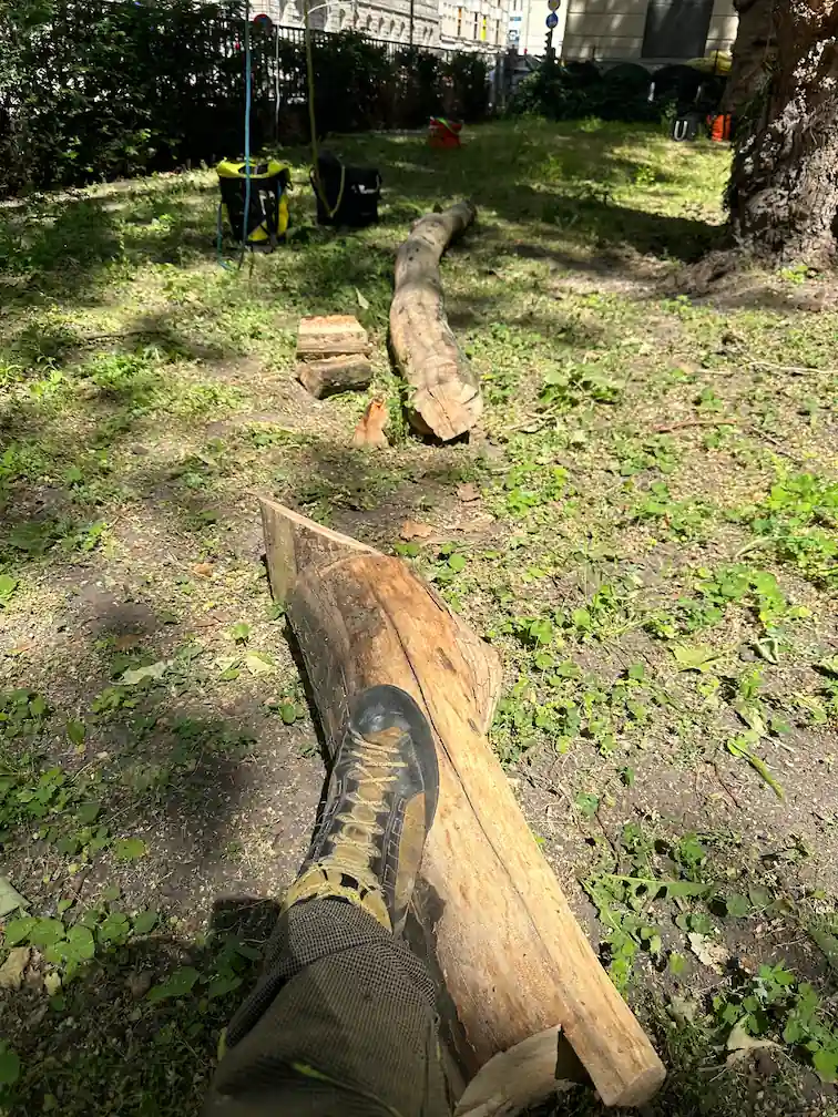 Schonende Totholzentfernung an Naturdenkmal-Platanen Baumpflege Rothe entfernt Totholz im Starkastbereich von Naturdenkmal-Platanen mittels Rigging