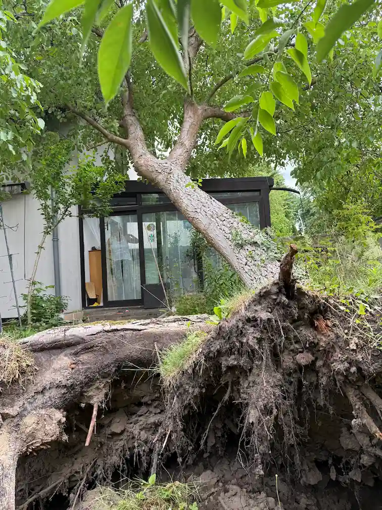 Sturmschaden durch umgestürzten Walnussbaum Durch Sturm umgeworfener Walnussbaum liegt auf einem Wohnhaus